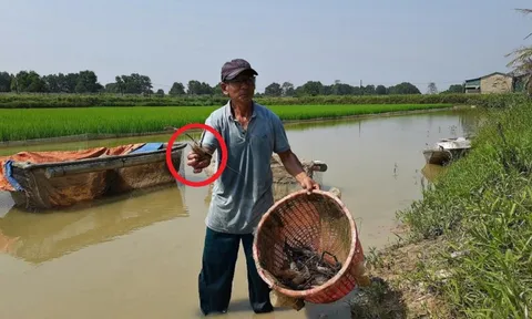 Anh nông dân cứ mỗi năm bỏ túi 12 tỷ nhờ nuôi con "hiền lành như đất"