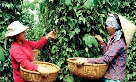 Giá nông sản 3/7: Hồ tiêu tiếp đà tăng, cao su biến động trái chiều