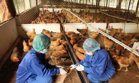 Các địa phương đang có dịch bệnh động vật cần công bố dịch sớm