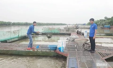 Hải Phòng: Thuê ruộng trồng cỏ nuôi cá trắm thu lãi hơn 300 triệu/năm