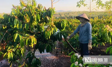 Giá cà phê lập đỉnh, nông dân Gia Lai phấn khởi đón vụ mùa mới