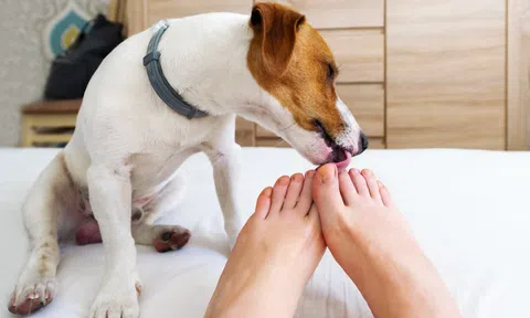 Cụ bà 83 tuổi tử vong sau khi bị chó liếm vào chân trong lúc ngủ