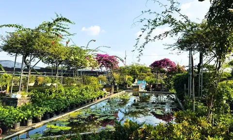 'Sắc hoa Tường Phiêu' - Sản phẩm du lịch nông thôn độc đáo của Hà thành