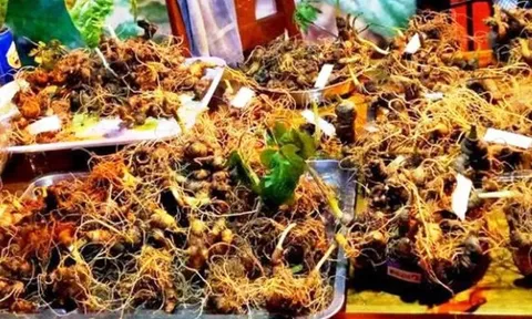 Đà Nẵng phát triển dược liệu theo hướng hiện đại, gắn với kinh tế tuần hoàn