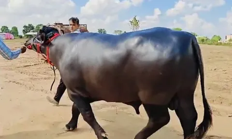 Con trâu được trả 8,7 tỷ đồng, người đàn ông vẫn từ chối bán