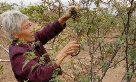 Cây xưa chỉ trồng lấy quả, nay ngắt lá non đem bán cũng ra tiền