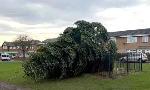 Cây thông Noel bị chặt vô cớ khiến dân làng phẫn nộ