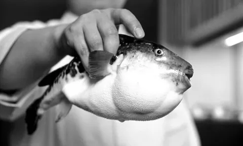 Người đàn ông 32 tuổi nguy kịch vì ăn miếng cá "vạn người mê"