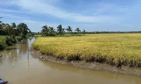 Hướng đi chiến lược của ngành lúa gạo năm 2026