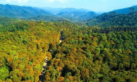 Dự án RECAF: Hơn 100 triệu USD cải thiện sinh kế và bảo vệ rừng Tây Nguyên, Nam Trung Bộ