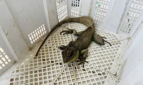 Nam thanh niên bắt được "Rồng đất" quý hiếm, vội mang nộp cho công an