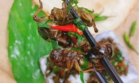 Con đặc sản “xấu xí” xưa không ai ngó, nay thành món lạ Tây Bắc, được dân nhậu mê tít săn lùng