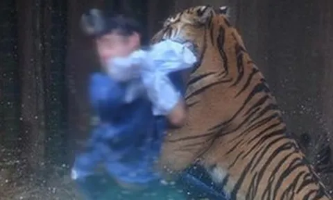 Đi làm về muộn, người đàn ông bị hổ dữ vồ tử vong