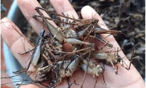 Con "cùng đống" xưa không ai ngó, nay thành đặc sản Tây Bắc đắt đỏ, được dân nhậu mê tít