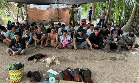 Bắt 36 đối tượng đánh bạc đá gà, ăn thua bằng số tiền lớn