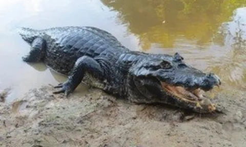 Tây Ninh phát hiện cá sấu dài 1,5m, nặng gần 25kg dưới kênh