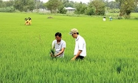 'Cánh đồng không dấu chân': Khi khuyến nông phải trở lại đúng vai trò