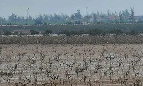 Rừng ngập mặn ở Hà Tĩnh chết bất thường: Đã có kết quả quan trắc môi trường nước