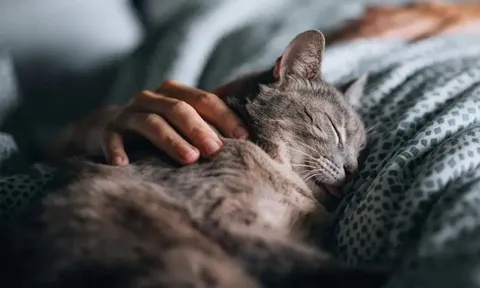 Ngủ với chó mèo: Cậu bé 14 tuổi gần như mất thị lực vĩnh viễn