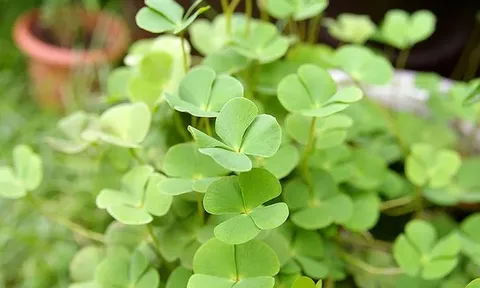 Loài rau mọc dại có tên rất lạ, nay "lên đời" thành đặc sản có hương vị đặc biệt