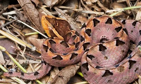 Đi hái điều, người đàn ông 37 tuổi bị con vật "cực độc" tấn công