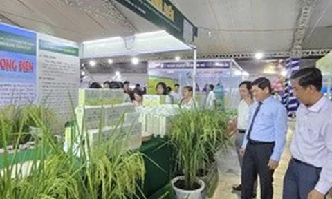 Cà Mau thúc đẩy liên kết, nâng tầm chuỗi giá trị lúa gạo