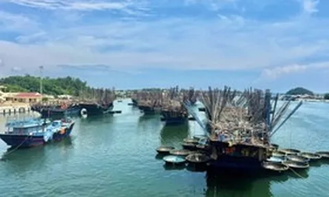 Giá mực xà cao chưa từng có, nhiều tàu cá Quảng Ngãi thu bạc tỷ sau chuyến biển