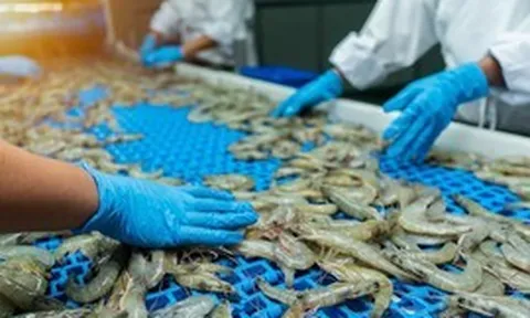 Hoa Kỳ kết luận sơ bộ chống bán phá giá tôm Việt Nam