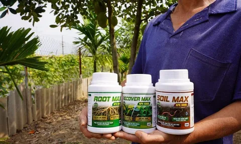 Hồi sinh vườn cây suy kiệt: Tại sao bộ rễ là chìa khóa của năng suất?
