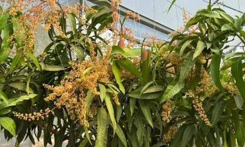 Quả "trứng mặt trời" đắt đỏ bậc nhất thế giới, 100 triệu đồng/cặp, ở Việt Nam có người trồng thành công