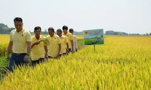 Phân bón Bình Điền và khát vọng xanh từ chương trình “Đất khỏe, cây trồng khỏe”