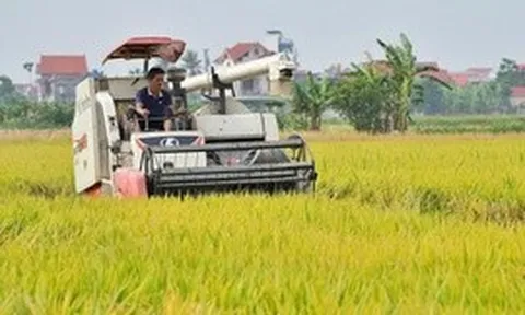 Ngành lúa gạo: Vượt thách thức để tái cấu trúc bền vững