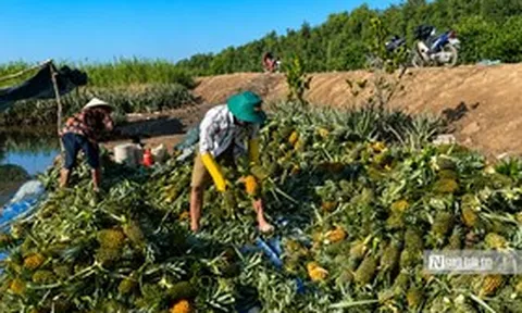 Đồng Tháp: Khóm mất giá, người trồng thấp thỏm