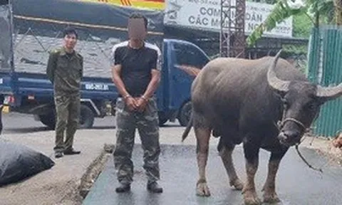 Bắt đối tượng mang ô tô tải đi trộm 4 con trâu ở Phú Thọ