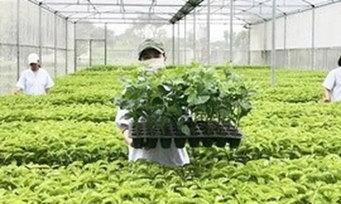 Tổ chức vi phạm về sản xuất, buôn bán giống cây trồng bị phạt đến 100 triệu đồng