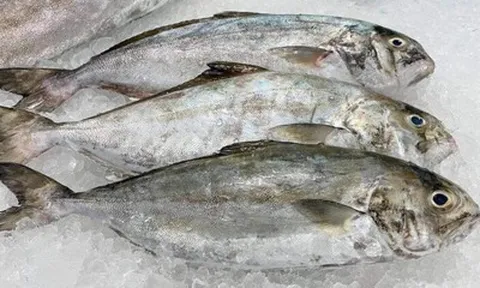 Loài cá nghe tên "ngượng đỏ mặt" - Đặc sản độc đáo bổ dưỡng với giá đắt đỏ vẫn được "săn lùng"