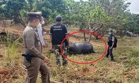Đi thăm vườn nhãn, người phụ nữ chứng kiến cảnh tượng "nổi da gà"
