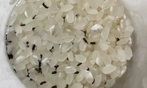 Mọt gạo sẽ "biến mất" nếu bạn đặt thứ này vào thùng gạo