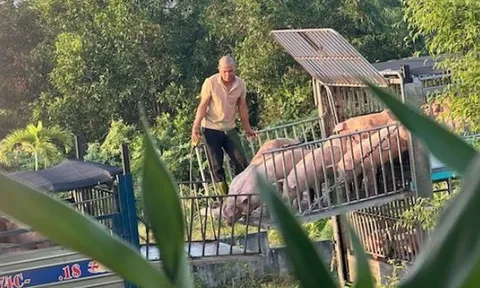 Triệt phá đường dây vận chuyển, mua bán hơn 250 tấn lợn bệnh ở Quảng Trị