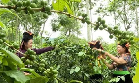 Nông nghiệp xanh nâng tầm chuỗi giá trị nông sản chủ lực Tây Bắc