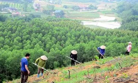 Tháo gỡ điểm nghẽn dữ liệu vùng trồng cho xuất khẩu lâm sản