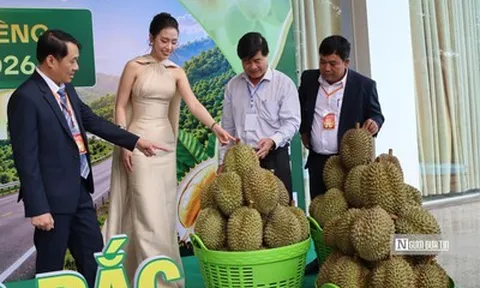 Lần đầu đấu giá sầu riêng tại vườn ở Đắk Lắk, doanh nghiệp trúng lô hàng 24 tỷ đồng