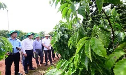 Phân bón Cà Mau nâng tầm giá trị mới cho cà phê Robusta Việt