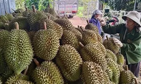 Sầu riêng tươi chinh phục thị trường Ấn Độ