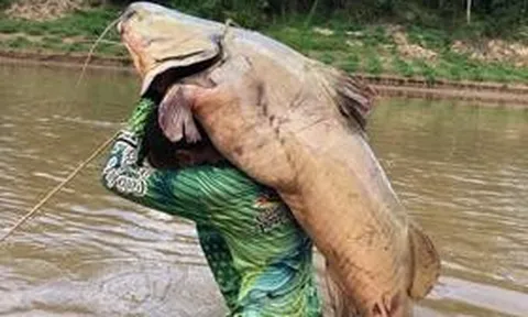 Cần thủ bắt được con cá trê nặng 68kg trên sông