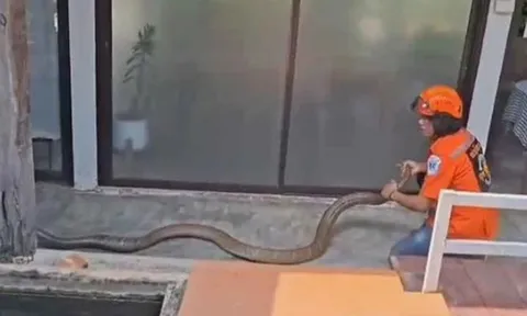 Đang ngồi trong nhà, người dân phát hiện cảnh tượng "nổi da gà" ngoài sân