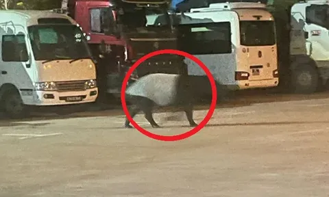 Đang đi dạo, người dân bỗng phát hiện cảnh tượng "nổi da gà" liền bỏ chạy