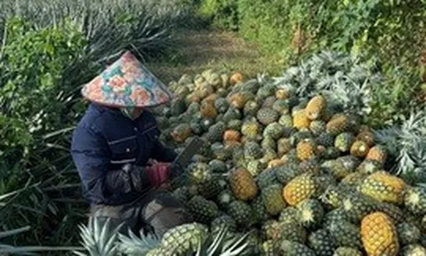 Rau quả Việt bứt tốc tại thị trường EU và xác lập những kỷ lục mới