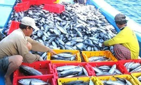 MỤC TIÊU XUẤT KHẨU NÔNG SẢN 100 TỶ USD: Nhận diện những 'nút thắt' để xuất khẩu thủy sản về đích