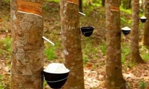Thị trường tín chỉ carbon: Cơ hội tăng giá trị xuất khẩu cho cao su Việt Nam